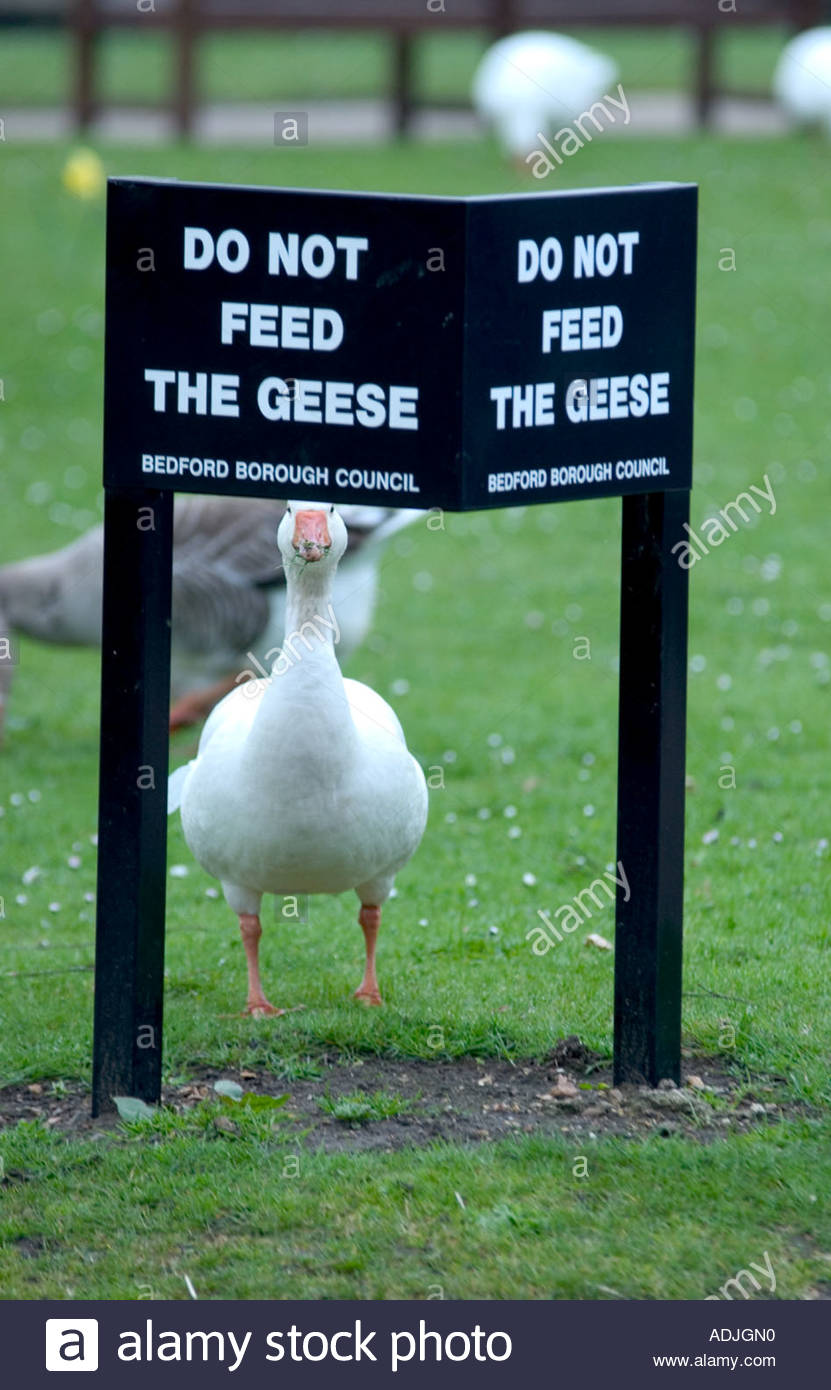 funny-goose-with-no-feeding-sign-ADJGN0.jpg